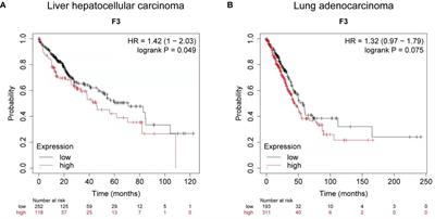 Intramuscular Expression of Plasmid-Encoded FVII-Fc Immunoconjugate for Tumor Immunotherapy by Targeting Tumoral Blood Vessels and Cells